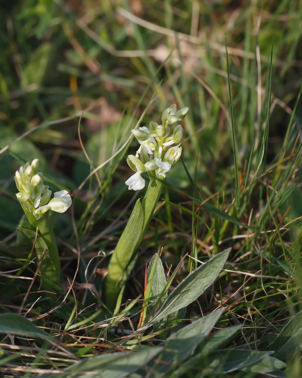 Anacamptis morio bianca